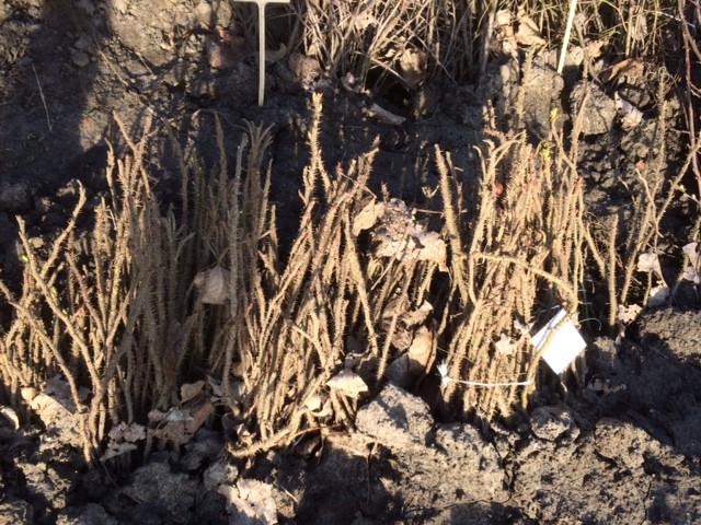 Natuurlijke beplanting/inheemse struiken/zeeuwse haag