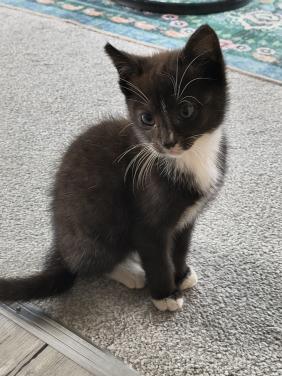 Lief huisje gezocht voor schattige kitten