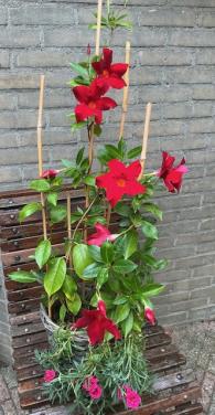 Prachtige Mandevilla (Dipladenia) met helderrode bloemen