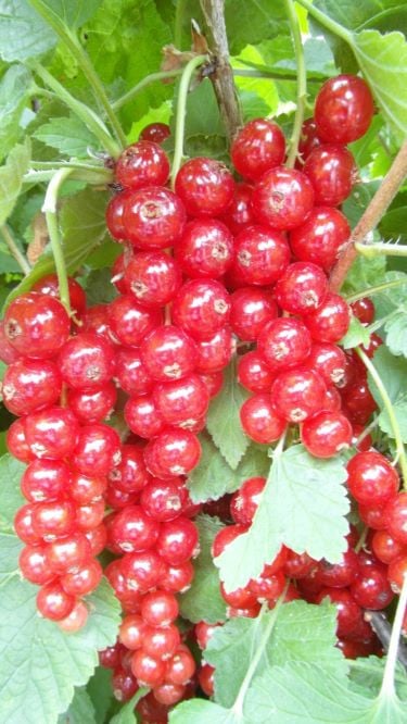 Druivenplanten, bramenplanten, bessenstekken