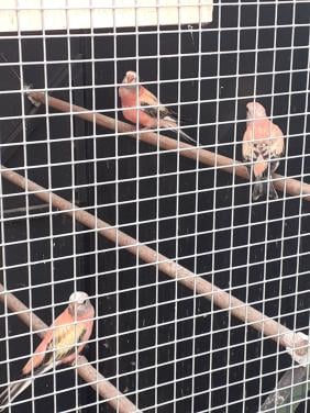3 jonge roze bourkes