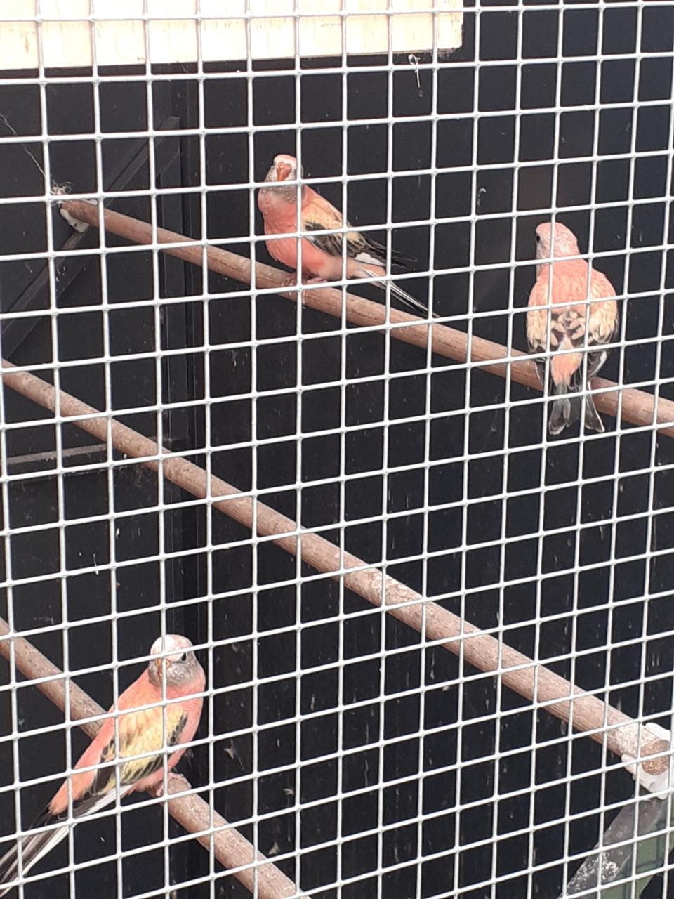 3 jonge roze bourkes