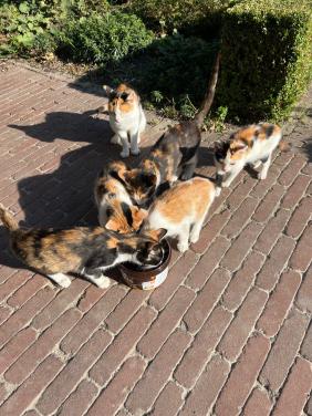 Jonge poesjes