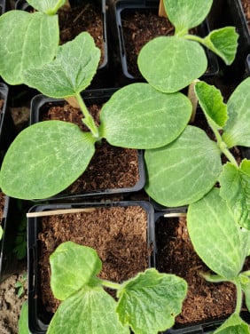 Laatste groenteplantjes - tomaat paprika pompoen courgette
