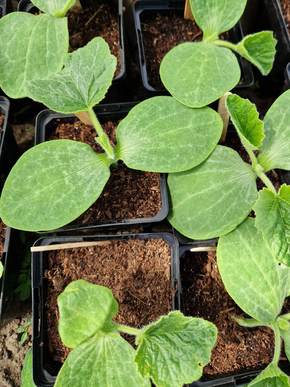 Laatste groenteplantjes - tomaat paprika pompoen courgette