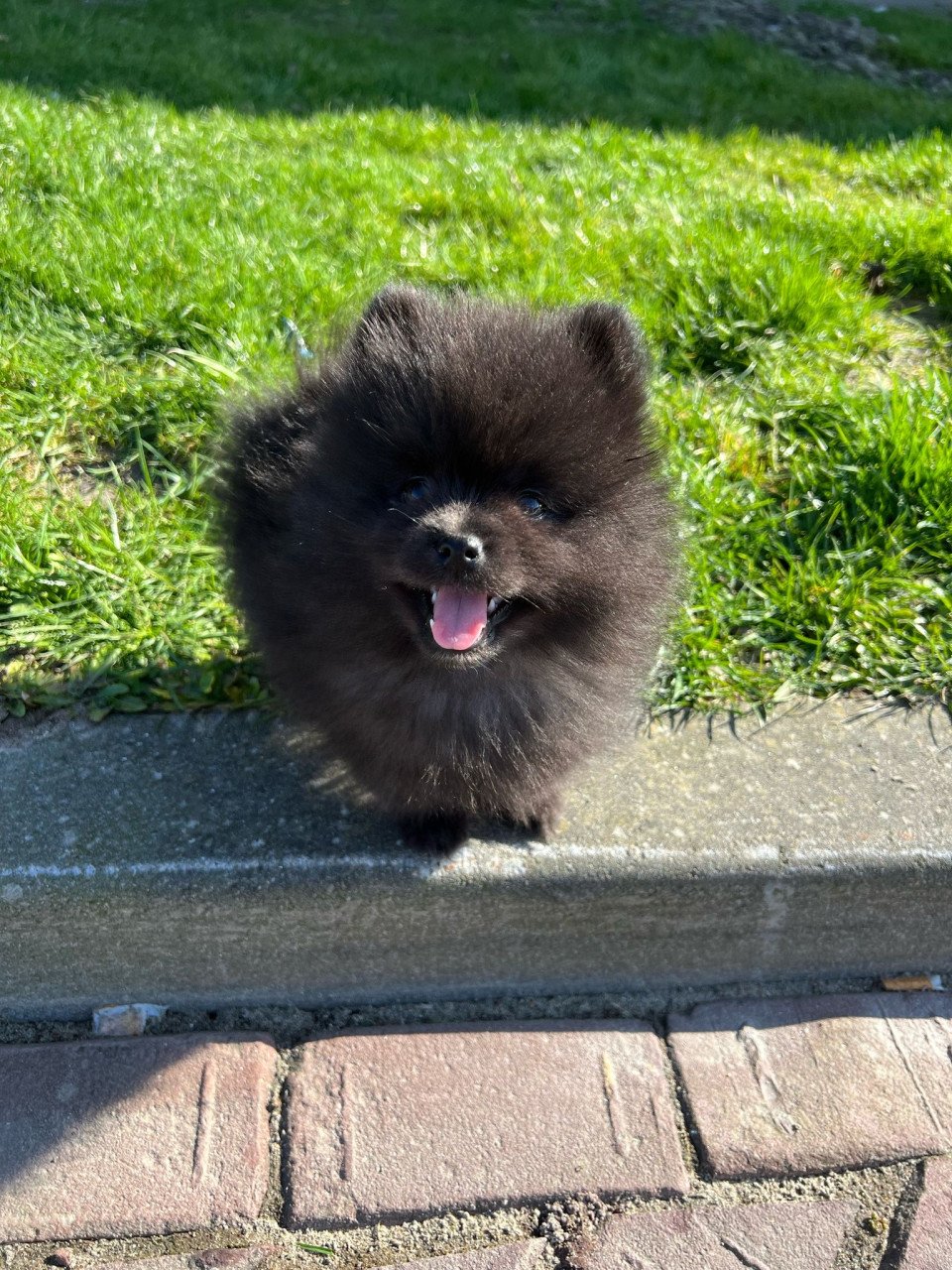 Lieve pomeriaan pup zoekt for ever home ❤️🐾