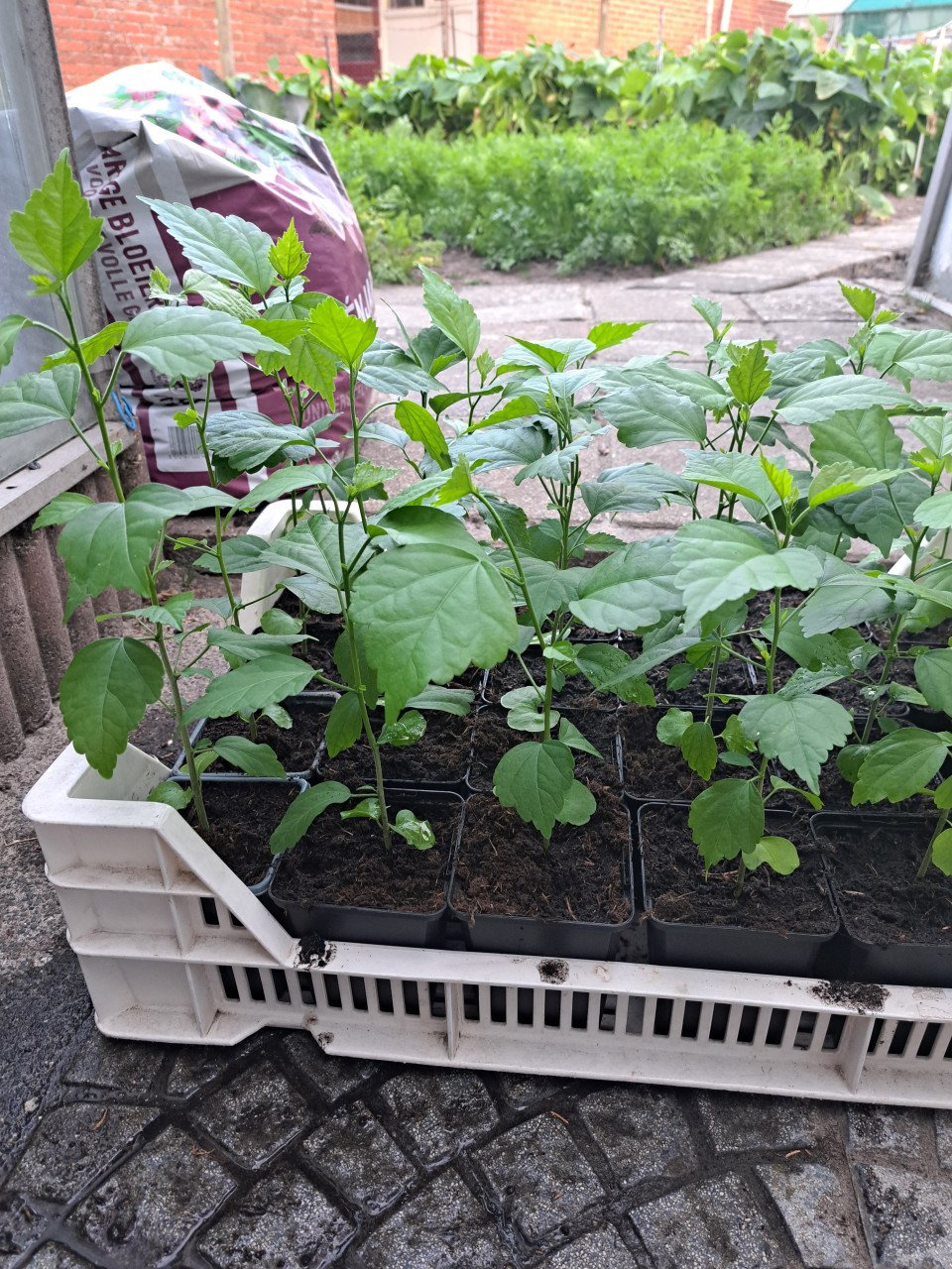 Tuin hibiscus