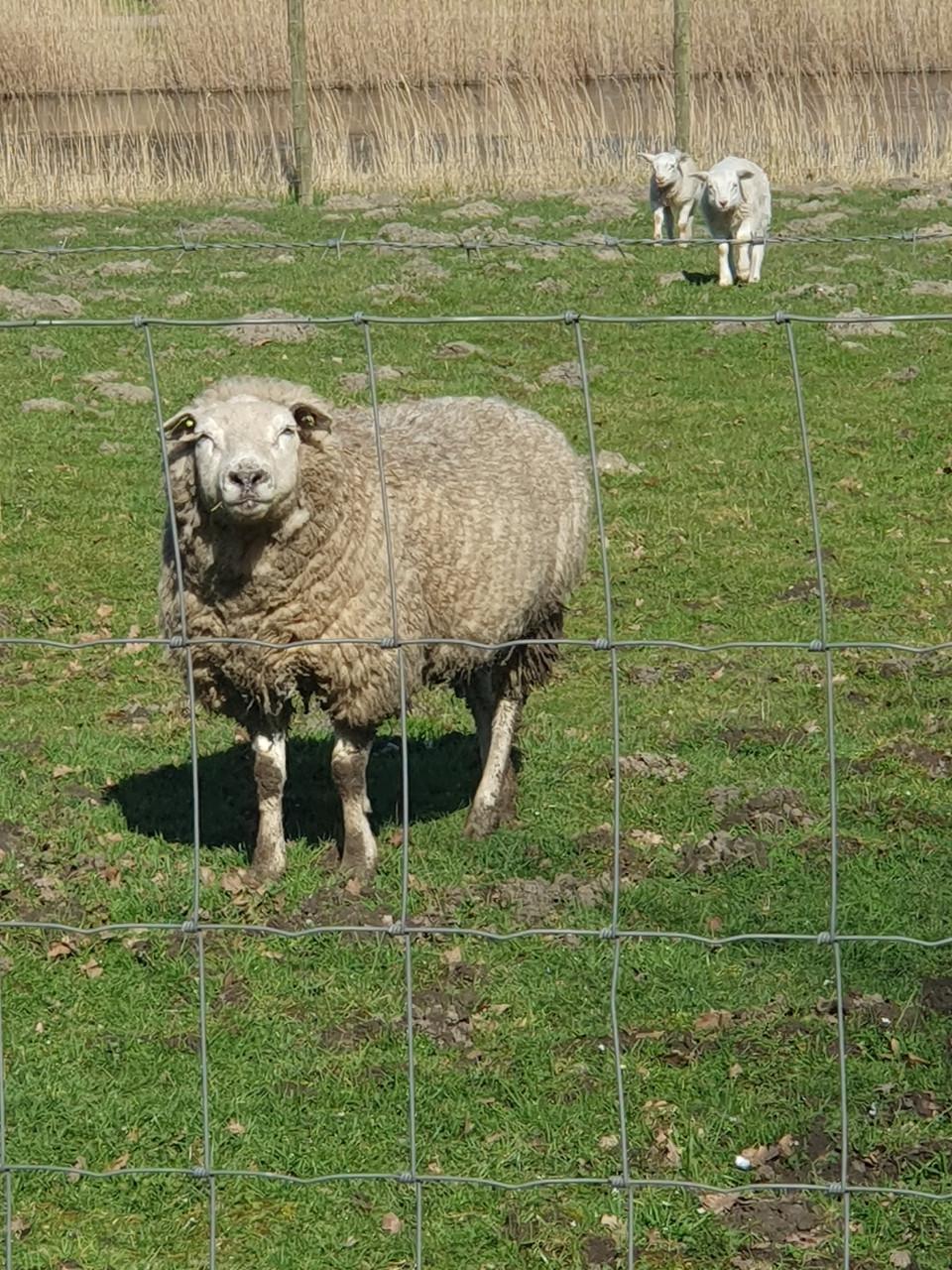 Schapen schaap stelTexelaar swifter anderen rassen ideaal bij paard ponywei