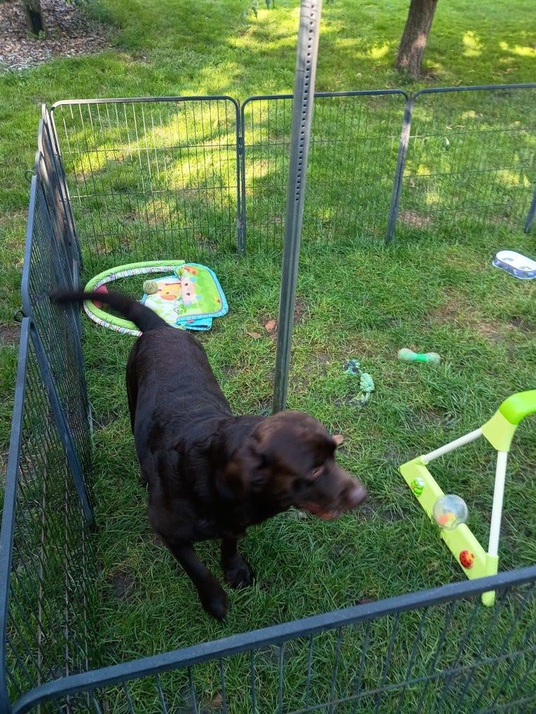 6 labrado puppy's