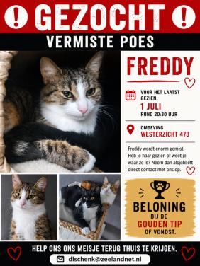Freddy (poes) - Vermist