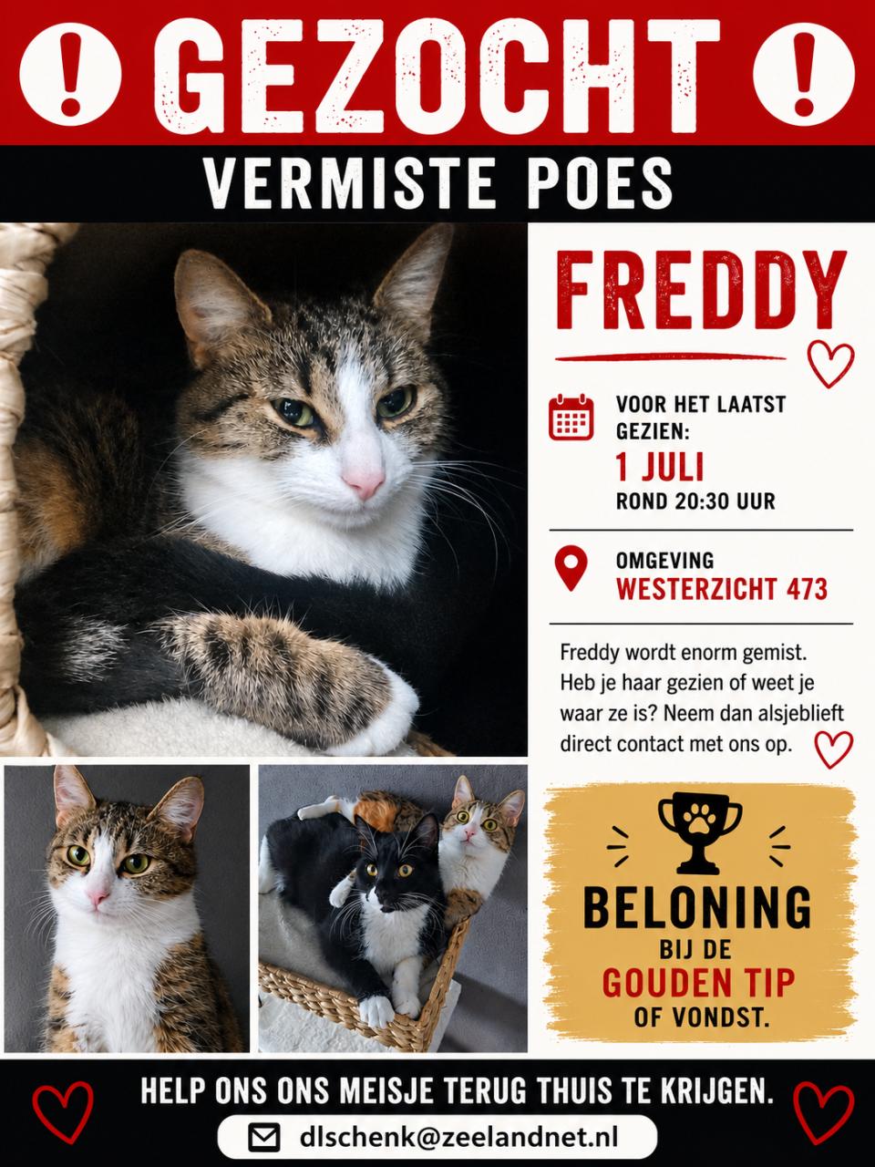 Freddy (poes) - Vermist