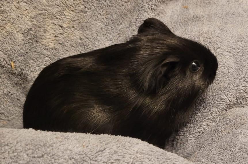 2 jonge cavia's  gratis te geef