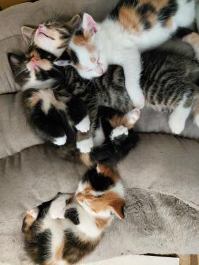 Kittens