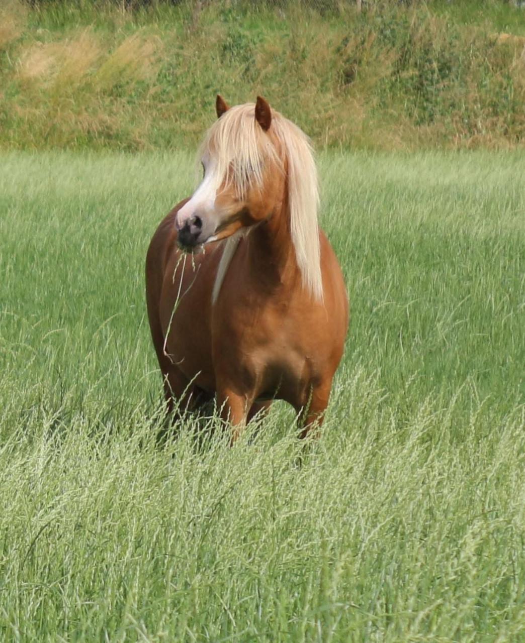 Kinderpony Welsh mountain