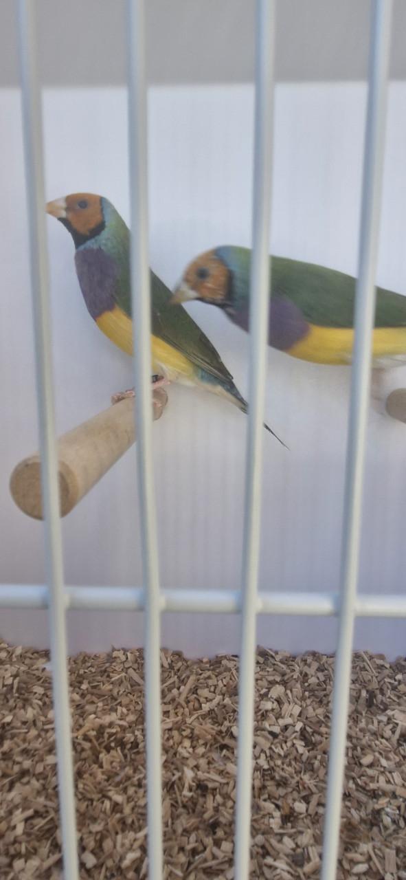 Gouldamadines .. komen van buiten ... sommige hebben een vaste ring .. 2025