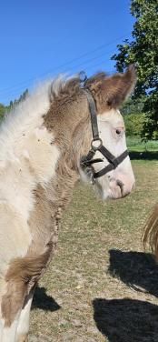 Super relaxed tinker irish cob hengst veulen