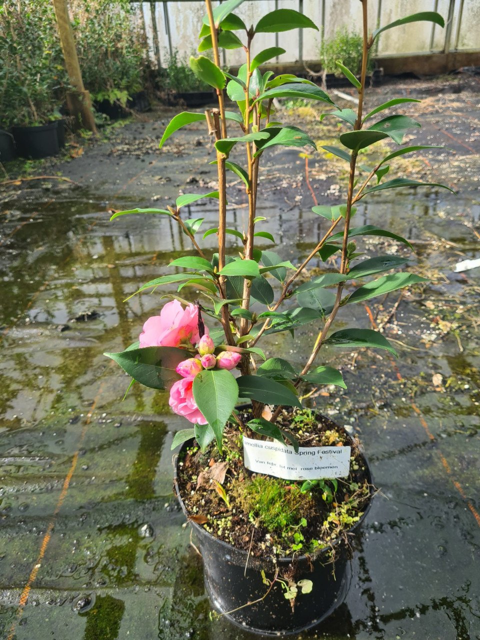 Camelia Spring Festival ca. 100 cm hoog
