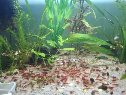 Neocaridina Red Cherry