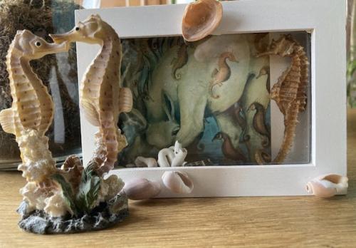 Onderwater tafereeltje en schelpen