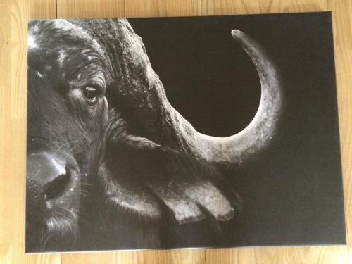 Reinders poster Waterbuffel