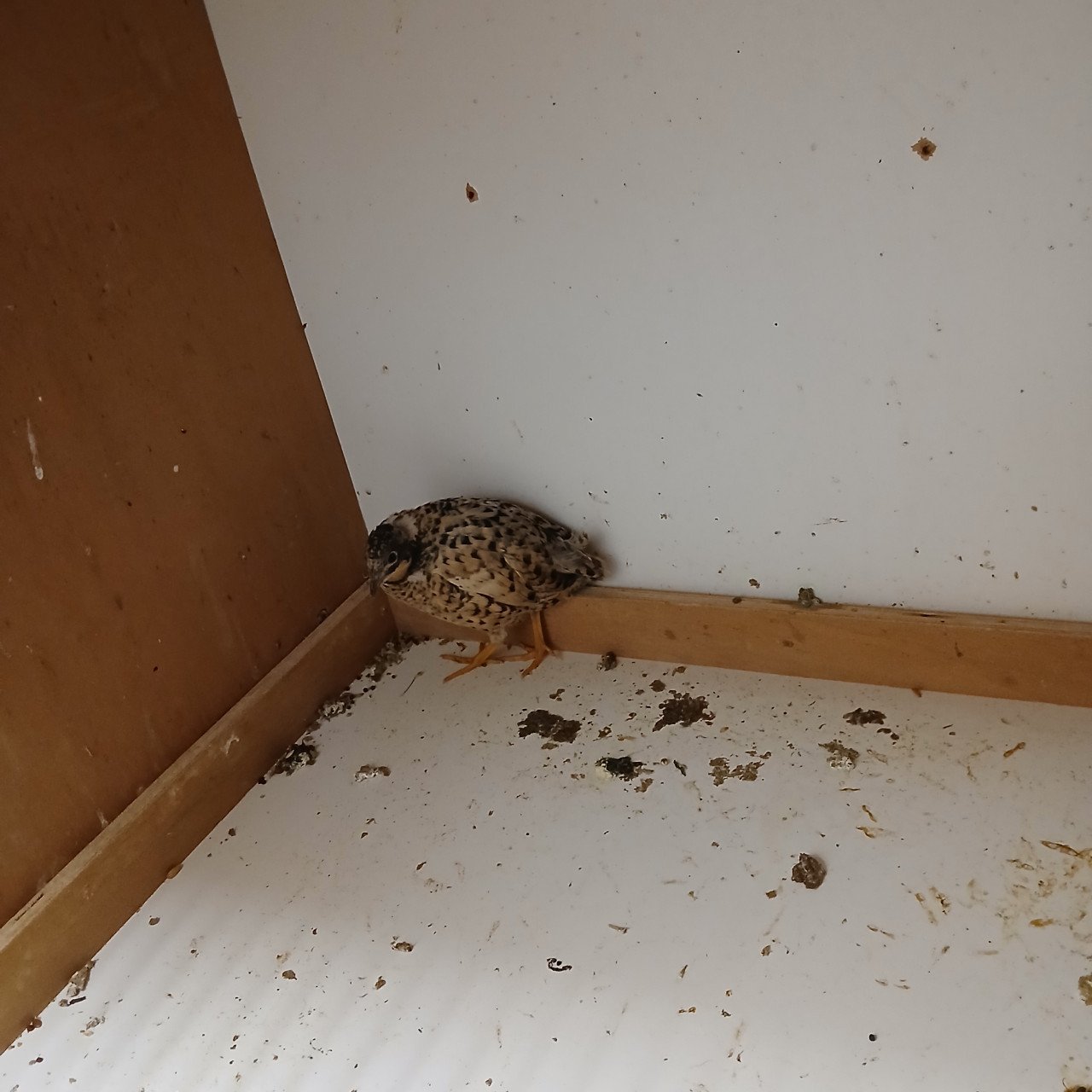 Chinese dwergkwartel hen
