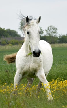 Bijbaan in de paarden