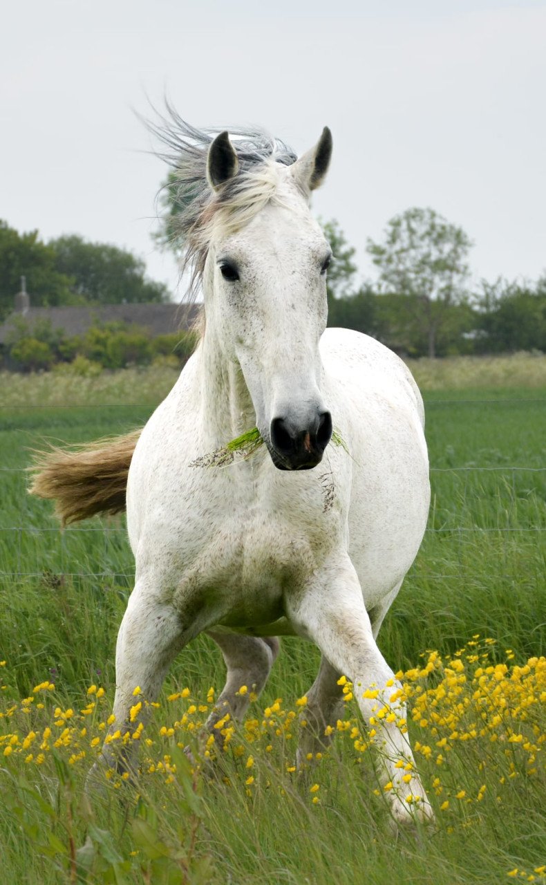 Bijbaan in de paarden