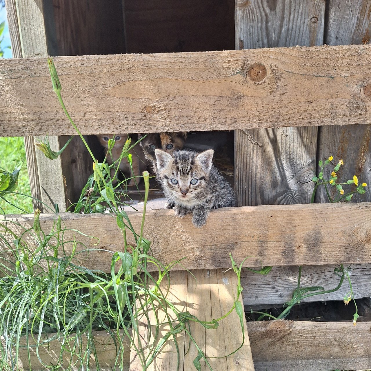 Kittens