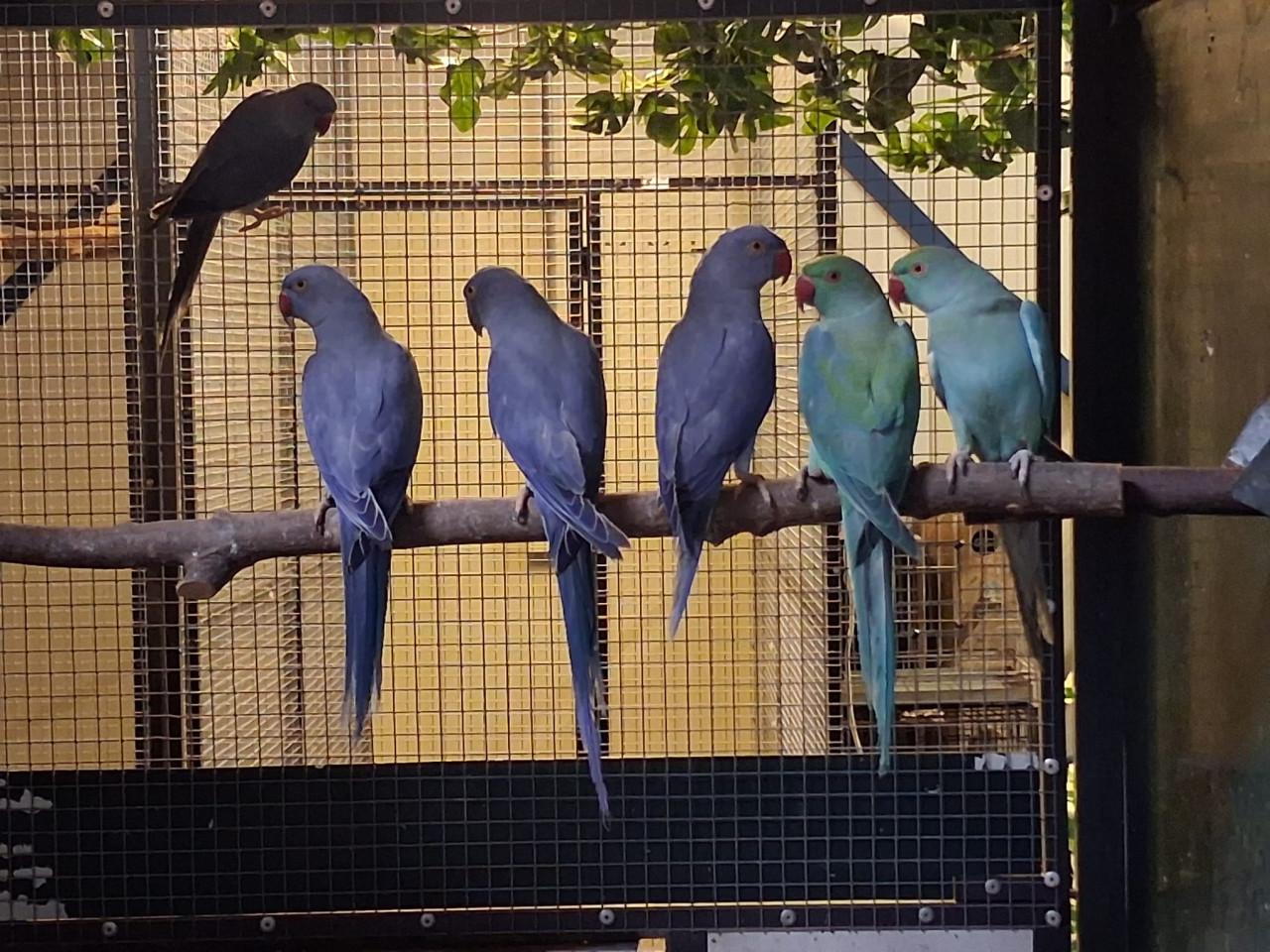 4-2 Halsbandparkieten violet, turquoise