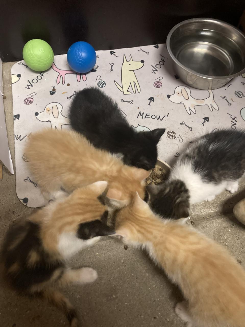 Kittens
