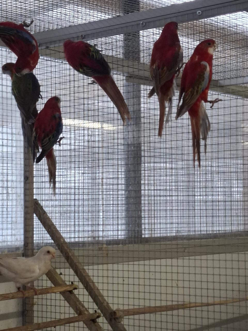 Diverse soorten rosella's