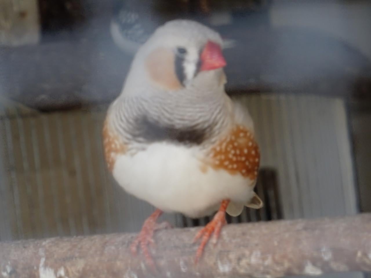 TE KOOP VERSCHILLENDEVOLIERE VOGELS BROEDRIJP