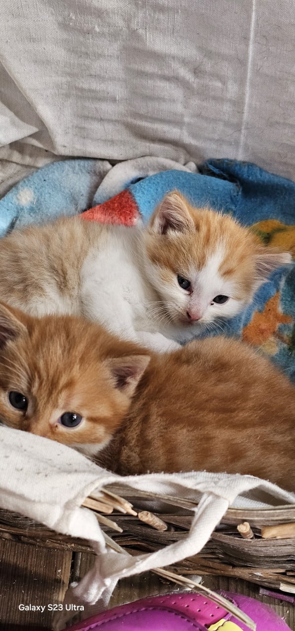 Kittens zoeken een warm thuis 🐾