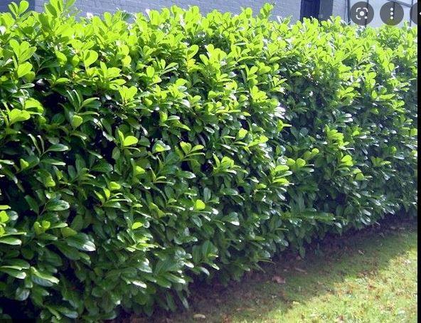 Laurierhaag-Prunus Novita 140-160 cm slechts 2 per m1 nodig