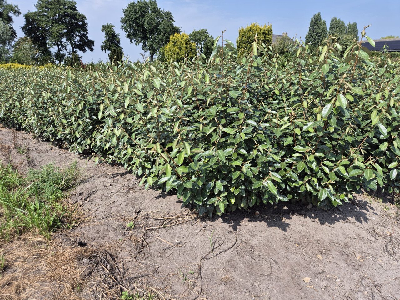 Olijfwilg haagplanten in alle soorten en maten