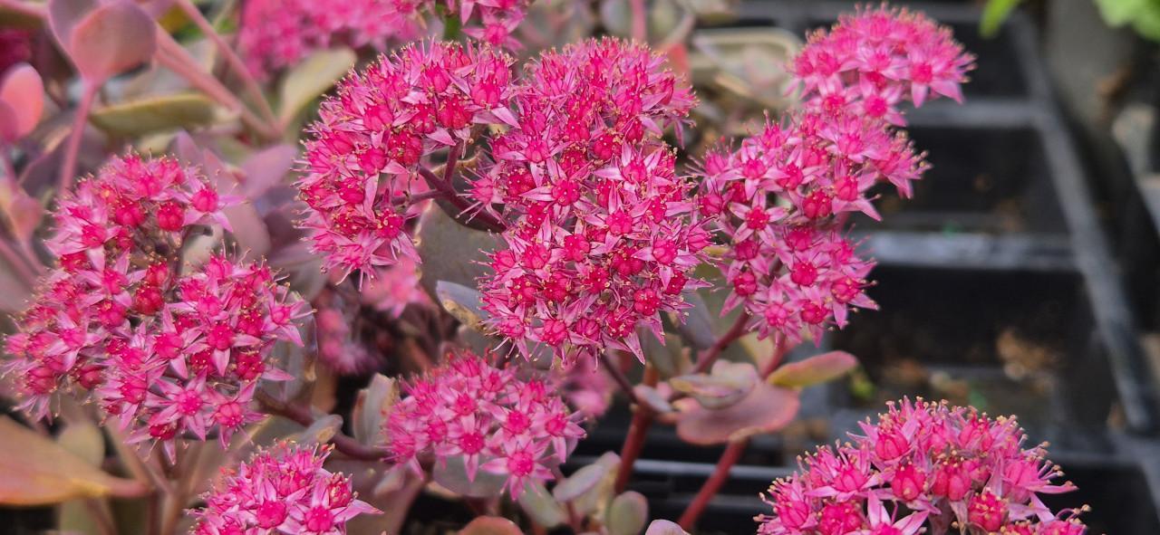 Tuinplanten assortiment bio