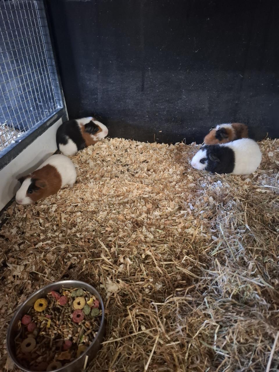 Jonge cavia's zeugjes en beertjes