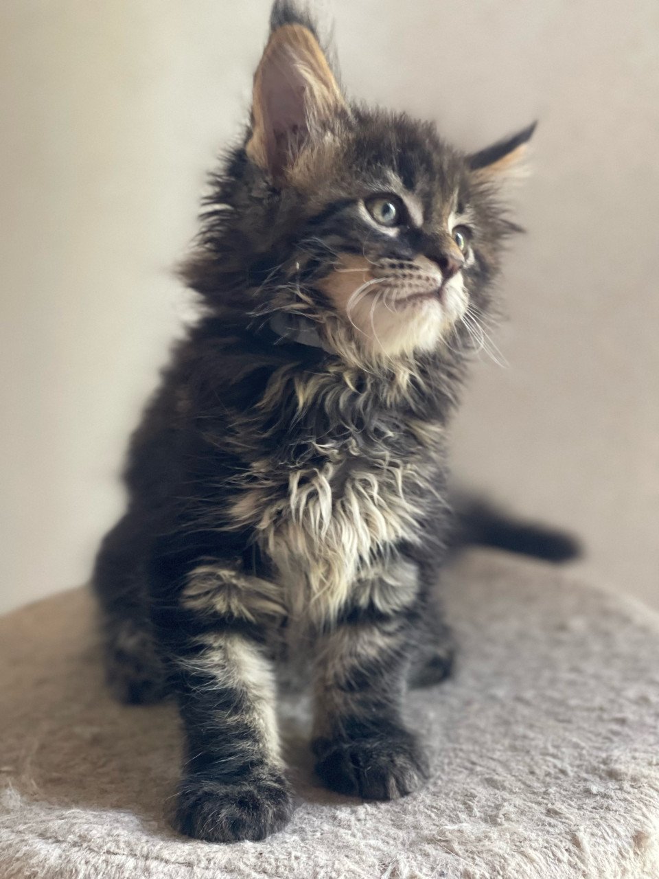 Maine Coon xxl kittens
