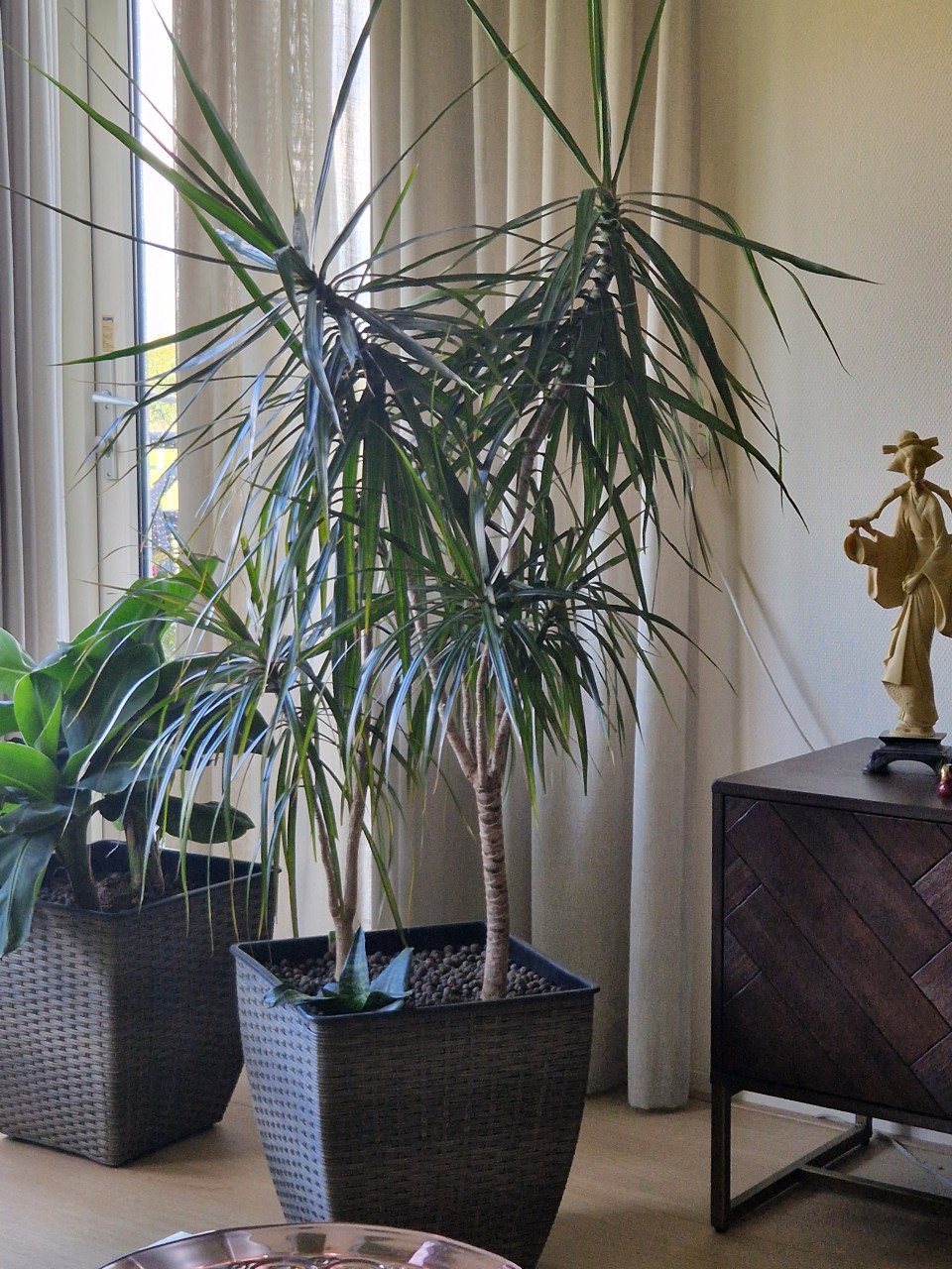 Dracaena palmlelie