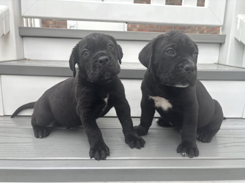 Cane Corso pups