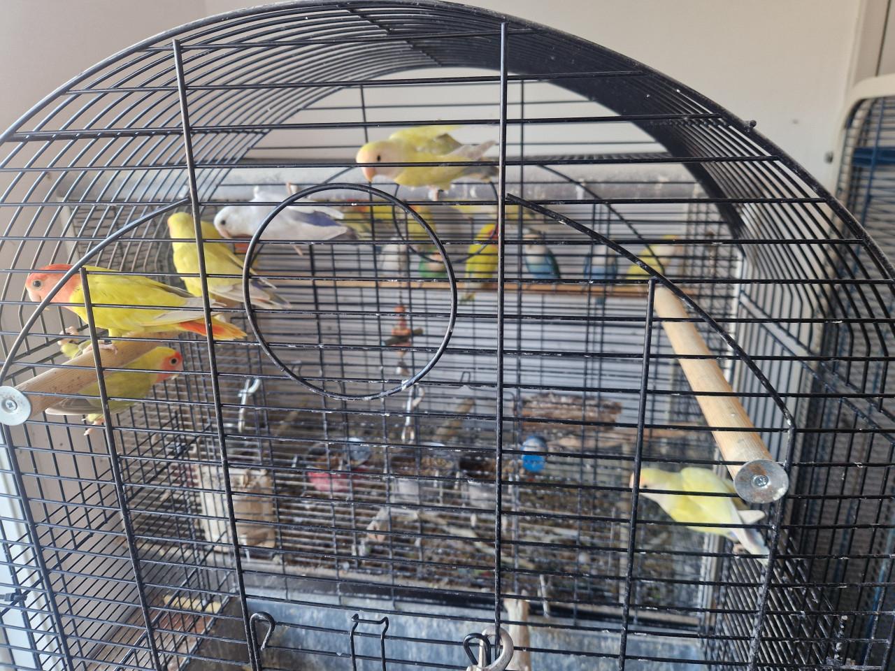 Te koop: Agapornis Roseicollis en Personatas in diverse kleuren.