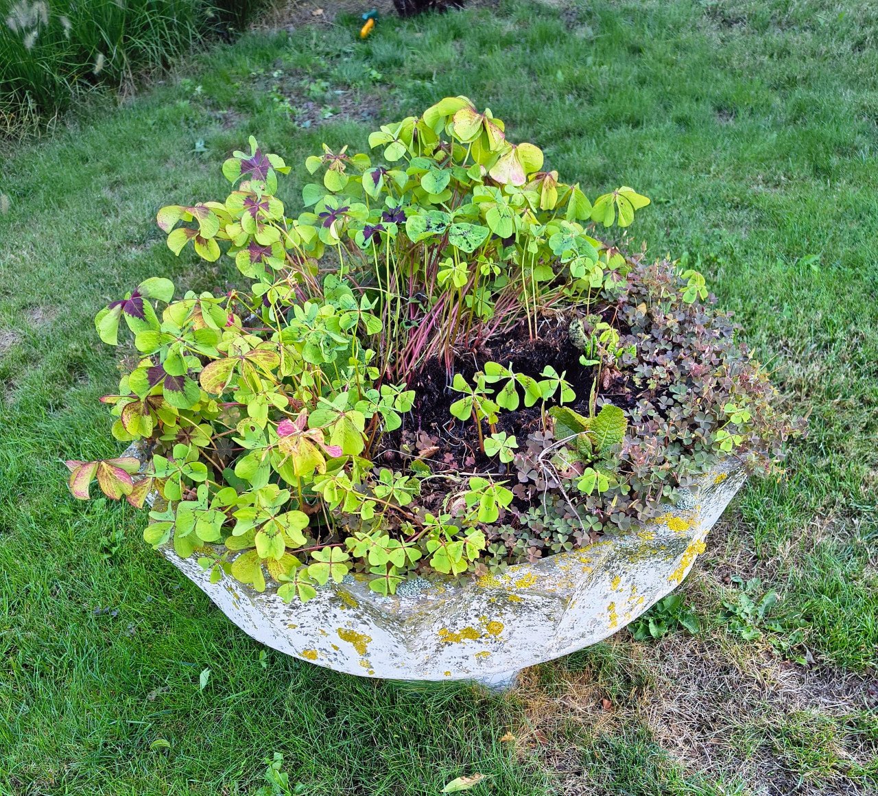 Grote pot voor buiten
