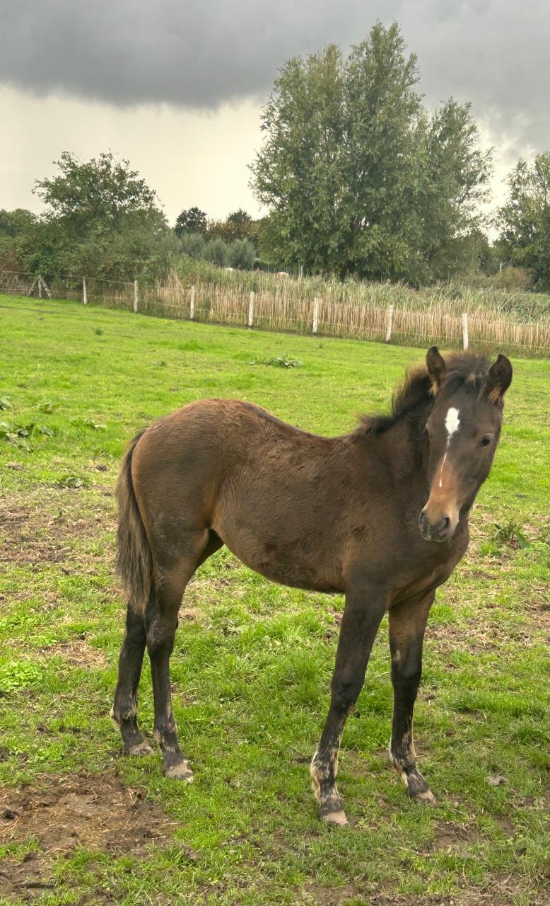 New Forest Merrieveulen