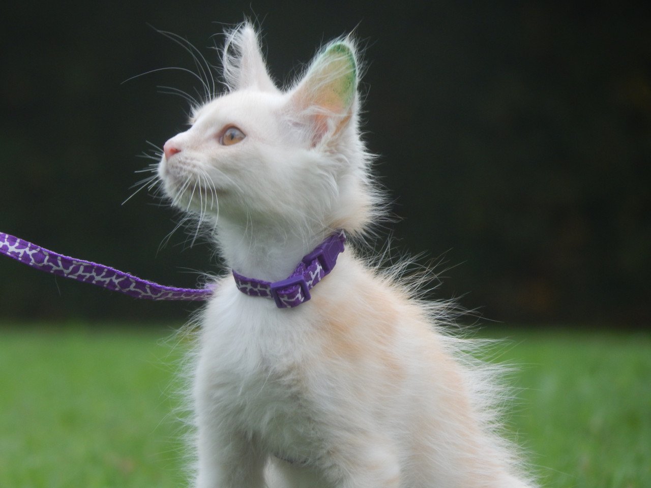 4 maine coon katertjes met stamboom
