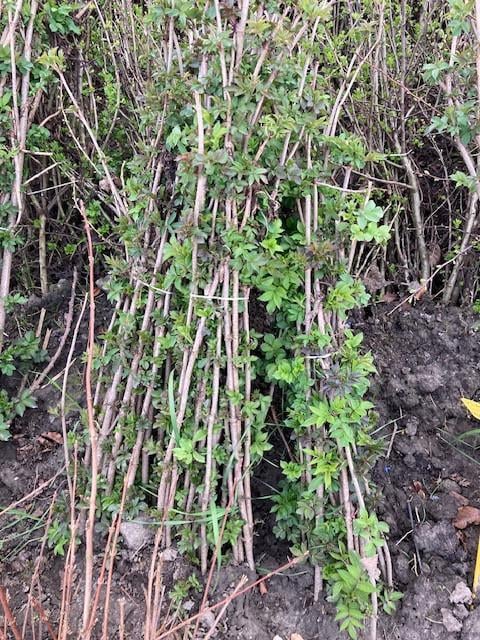 Natuurlijke beplanting/inheemse struiken