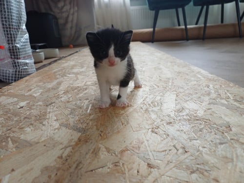 Kittens