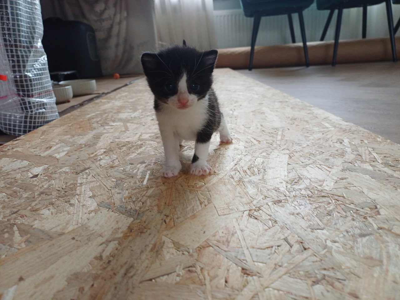 Kittens