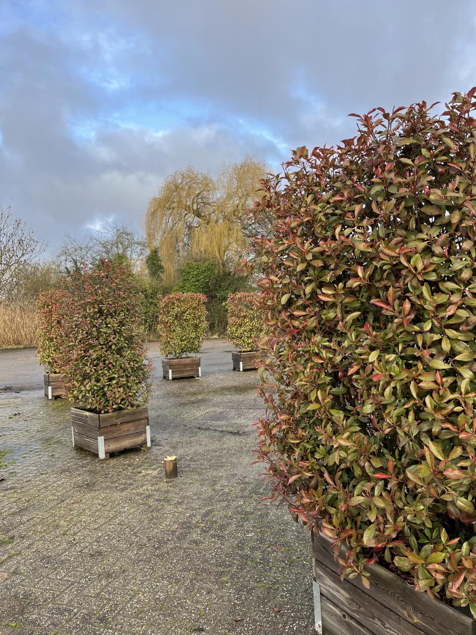 Red Robinia Photinia op stam (12 stuks)