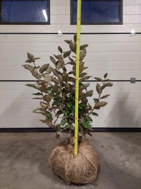 Olijfwilg/ eleagnus ebbingei compacta