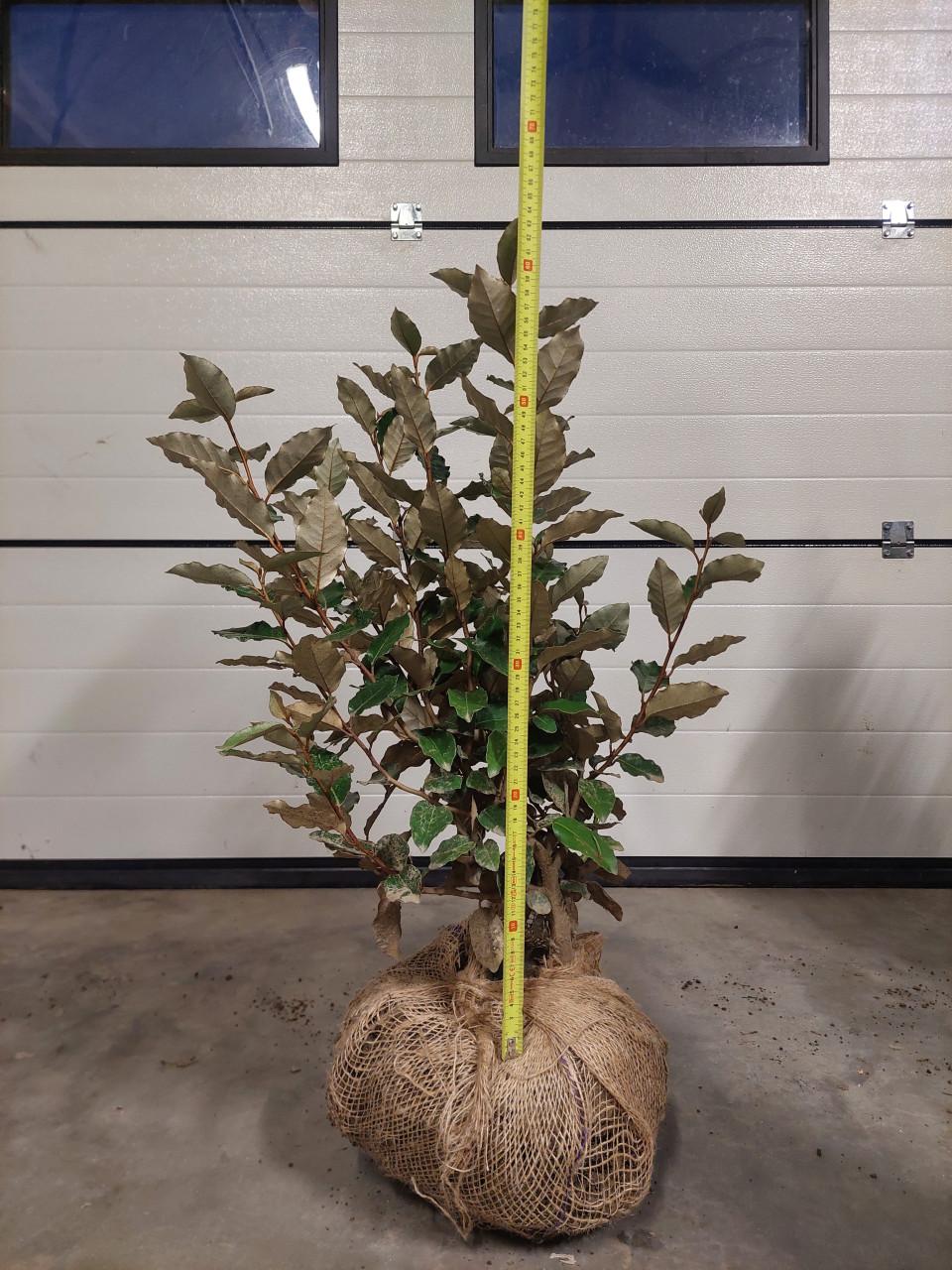 Olijfwilg/ eleagnus ebbingei compacta